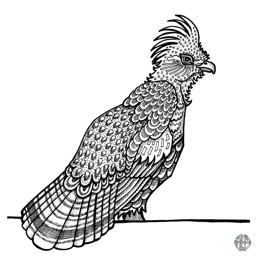 Ruffed Grouse Drawing by Amy E Fraser