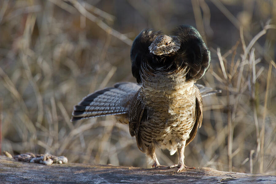 Ruffed Grouse Displaying Neck 'ruff'. The Ruff Is Most Photograph by ...
