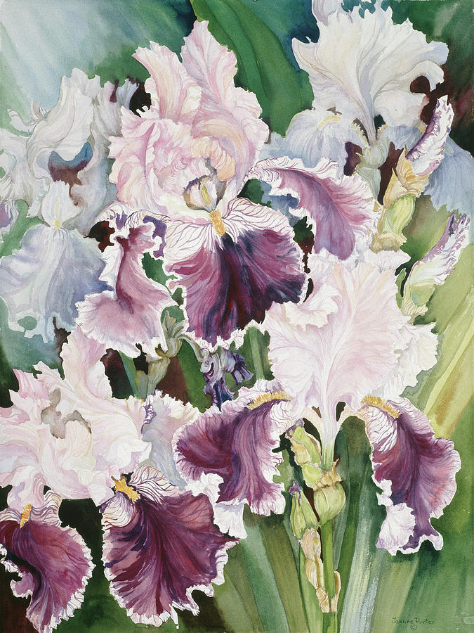 Ruffled Burgundy Iris' Painting by Joanne Porter - Fine Art America