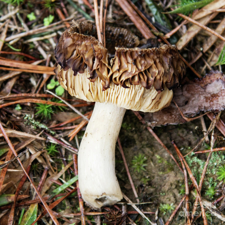 Ruffled Cap On Mushroom Photograph