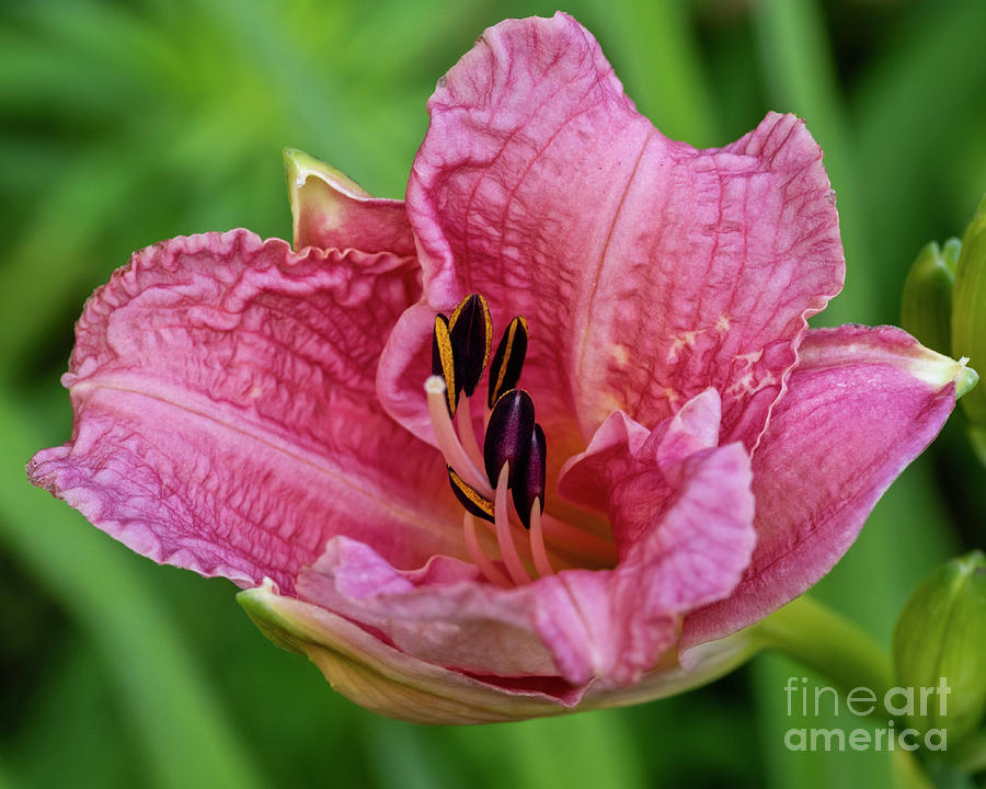 Ruffled Daylily In Pink Photograph by KG Photography - Fine Art America