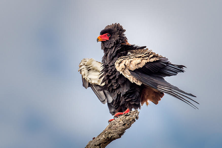 Ruffled feathers country club