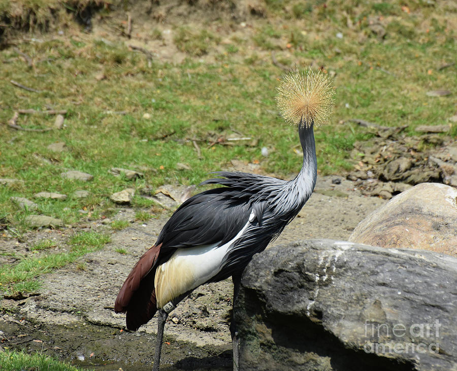 Ruffled Feathers on the Back of a East African Crowned Crane Photograph ...