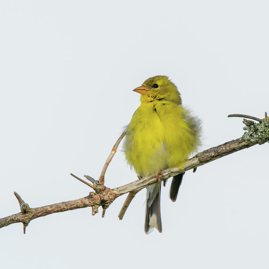 Ruffled Finch  Photograph by David Heilman