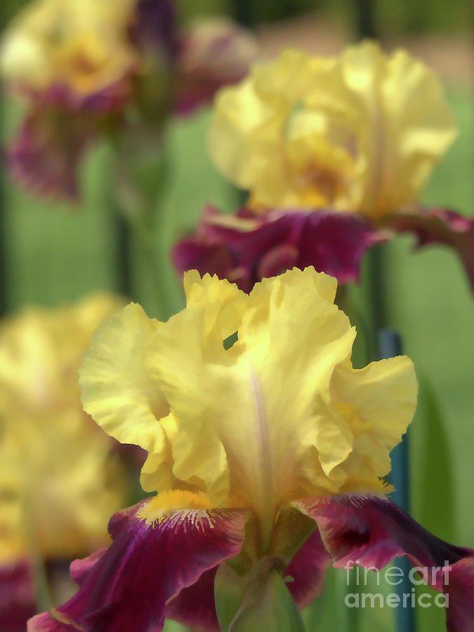 Ruffled Iris  Photograph by Amy Dundon
