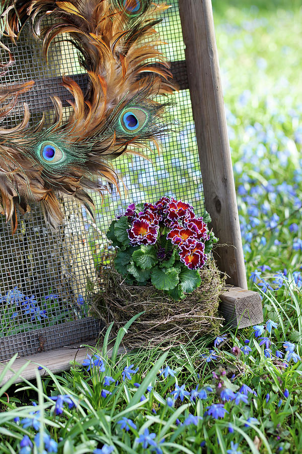 Ruffled Primulas In Birds Nest And Wreath Of Peacock Feathers Photograph by Angelica Linnhoff