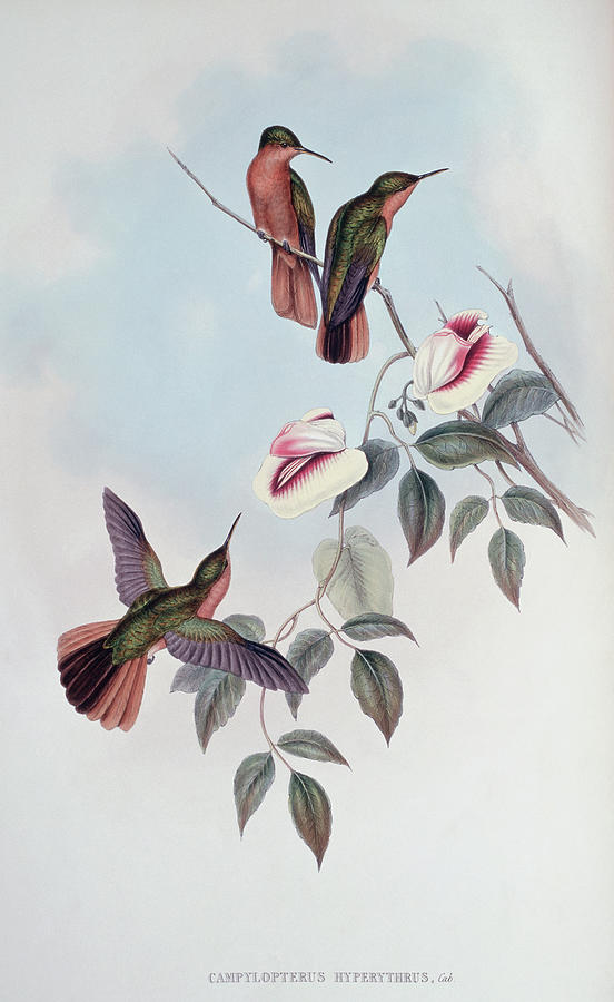 Rufous-breasted Sabre-wing By Gould Painting by Academy Of Natural Sciences Rufous-breasted Sabre-wing By Gould Painting by Academy Of Natural Sciences