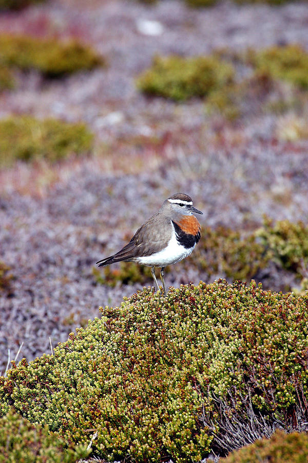 Rufous-chested Dotterel Photograph by David Hosking