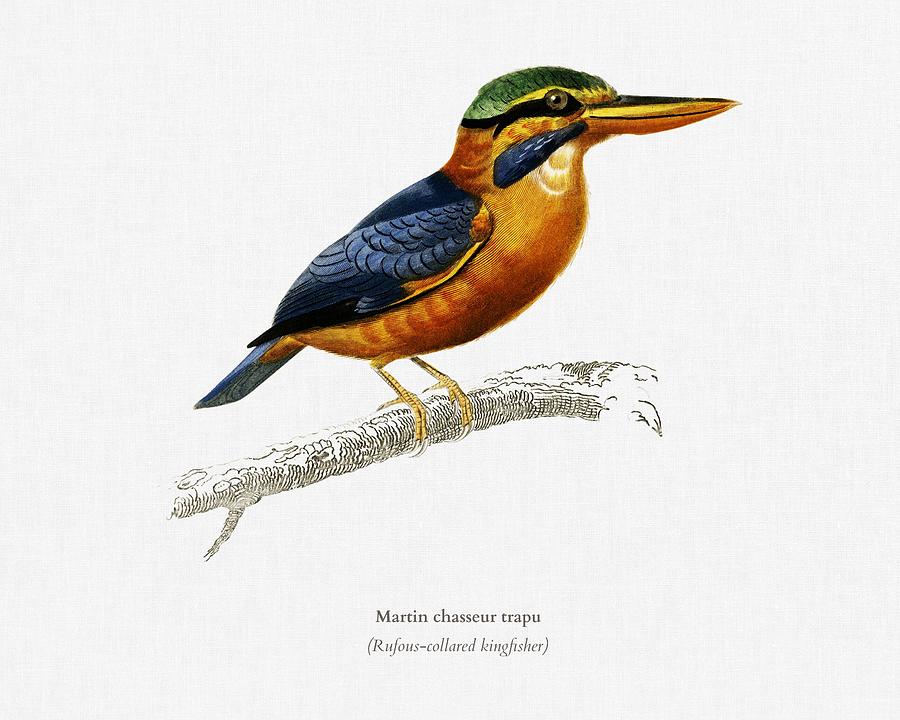 Rufous collared kingfisher Martin chasseur trapu illustrated by