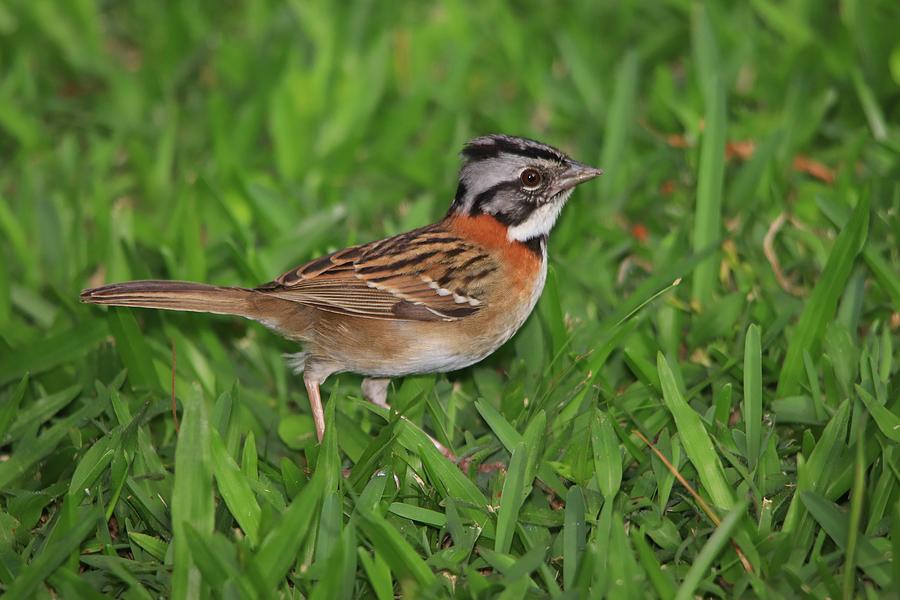 Rufous-collared Sparrow in the Grass Photograph by Marlin and Laura Hum