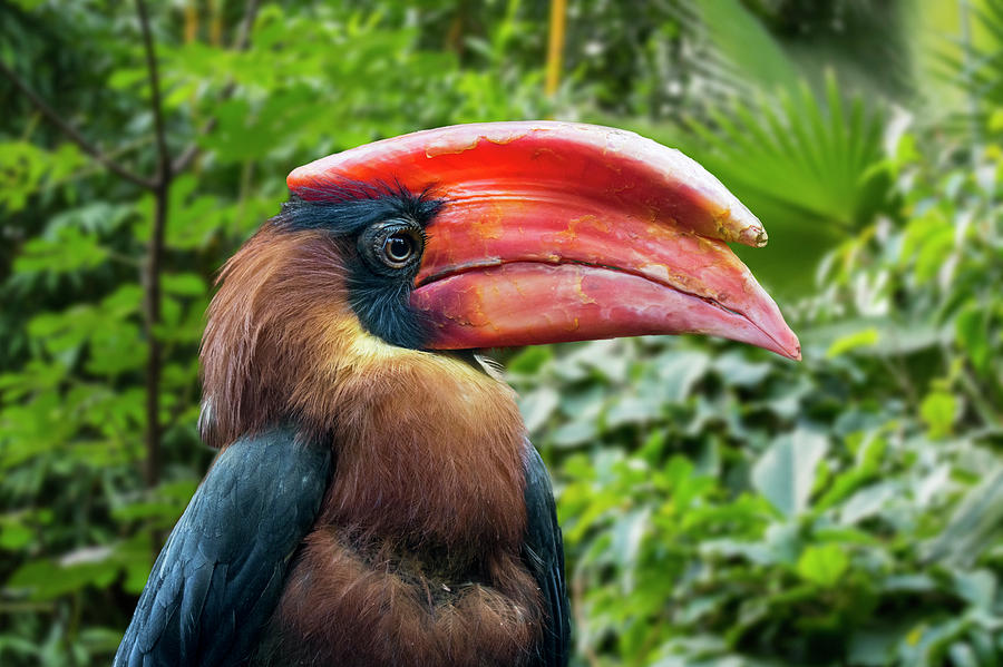 Rufous Hornbill Photograph by Arterra Picture Library