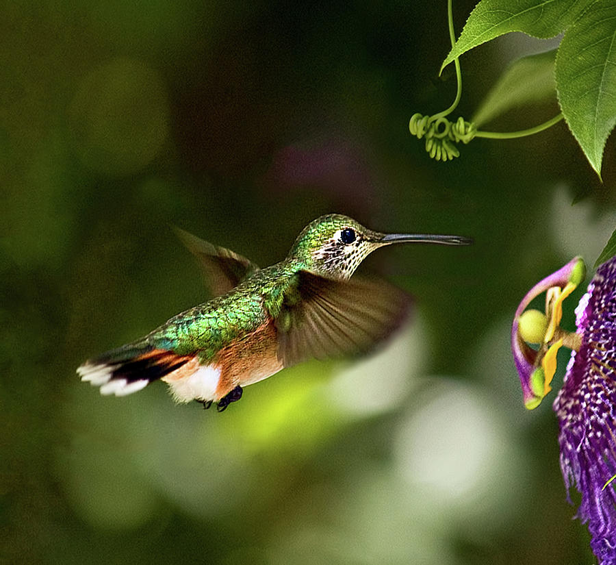 Rufous Hummingbird At Passion Flower Photograph by Melinda Moore