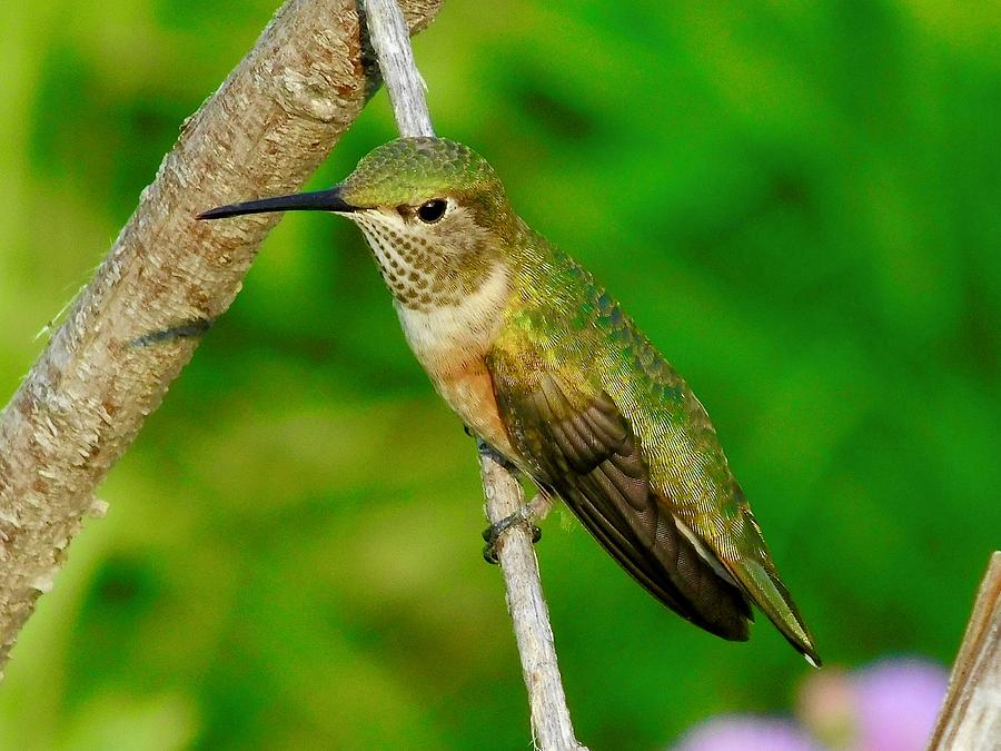 Rufous Hummingbird Photograph by Dan Miller