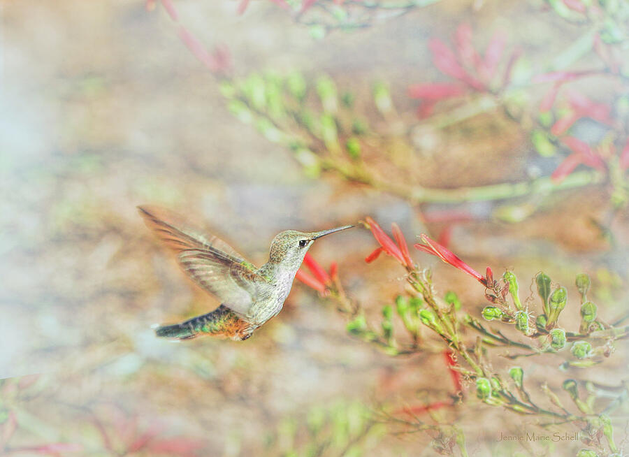 Hummingbird Photograph - Rufous Hummingbird in the Arizona Garden by Jennie Marie Schell