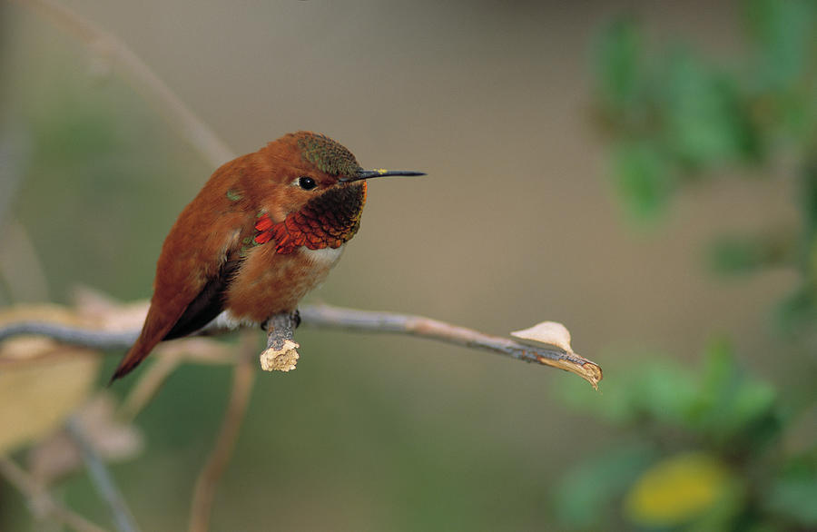 Rufous Hummingbird Male On Twig Photograph by Nhpa