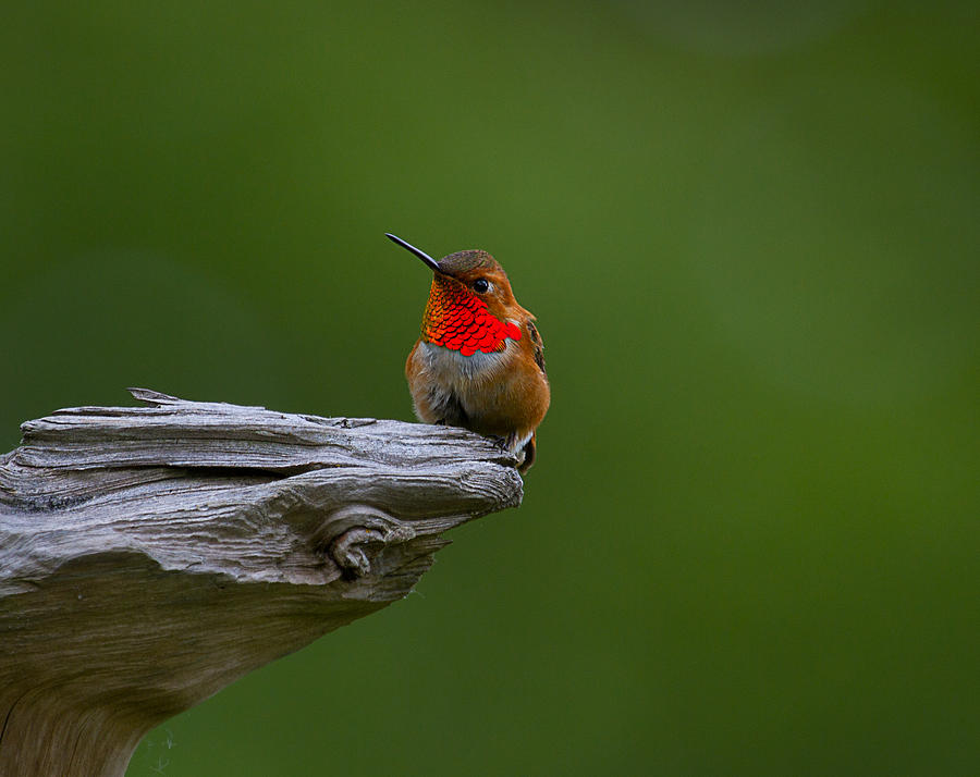 Rufous Hummingbird Photograph by Mark K. Daly