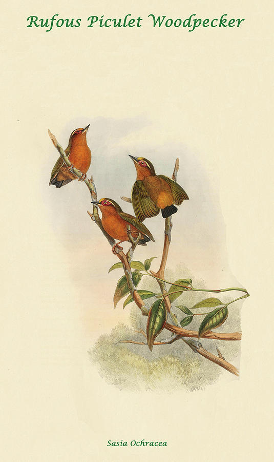 Rufous Piculet Woodpecker Painting by John Gould