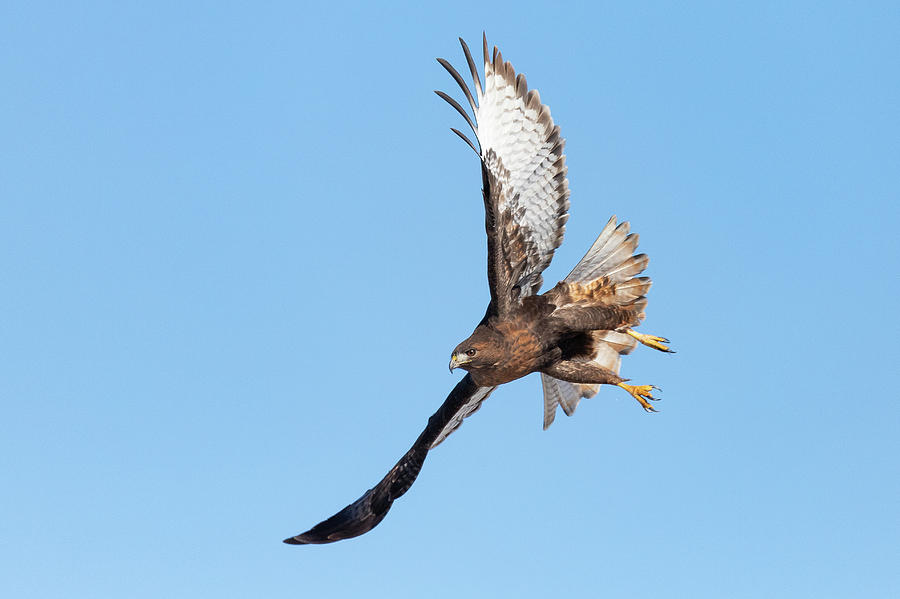 Rufous Red-tailed Hawk Takes off Photograph by Tony Hake