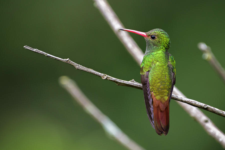 Rufous Tailed Hummingbird Jardin Botanico del Quindio Calarca Colombia Photograph by Adam Rainoff