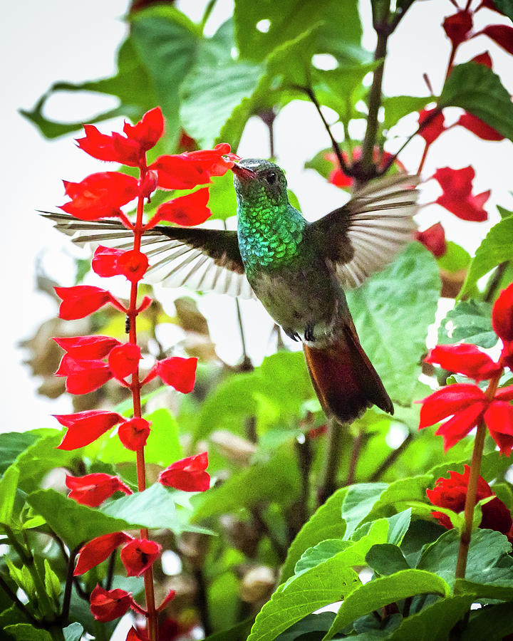 Rufous-Tailed Hummingbird La Huerta Hotel Lago Calima Valle del  Photograph by Adam Rainoff