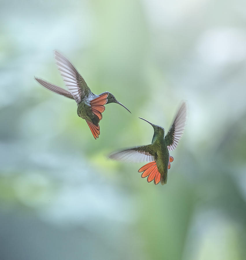 Hummingbird Photograph - Rufous-tailed Hummingbird by Larry Deng