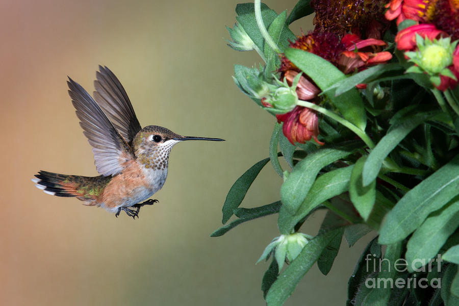 Rufous to the Pollen Photograph by Lisa Manifold