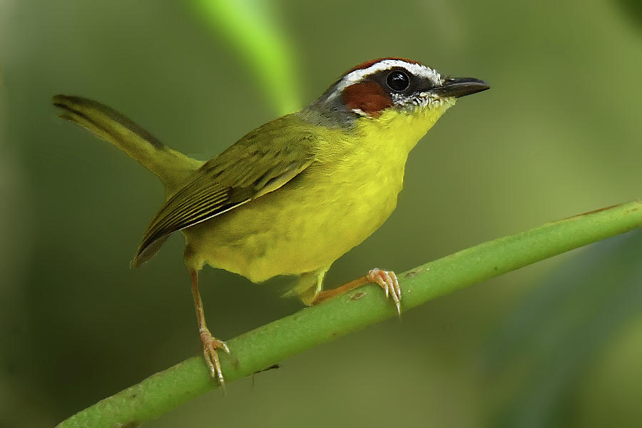Rufus-capped Warbler Photograph by Alan Lenk