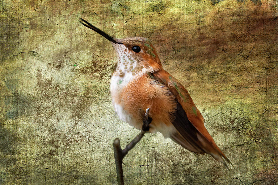 Rufus Hummingbird Photograph by Barbara Manis
