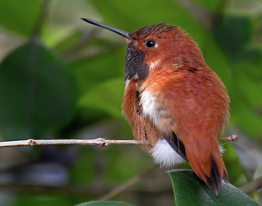 Rufus Hummingbird by Betty Denise Rufus Hummingbird by Betty Denise
