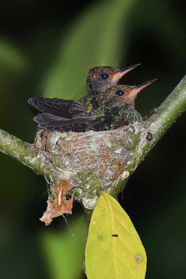 Rufus-tailed Hummer Chicks Photograph by Alan Lenk