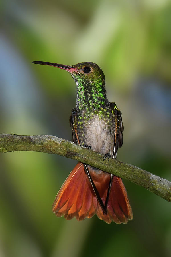 Rufus-tailed Hummingbird Photograph by Alan Lenk