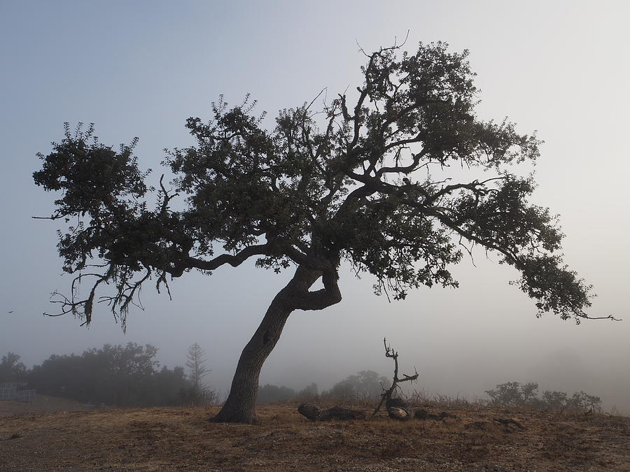 Rugged Tree in Fog Photograph by Denise Benson
