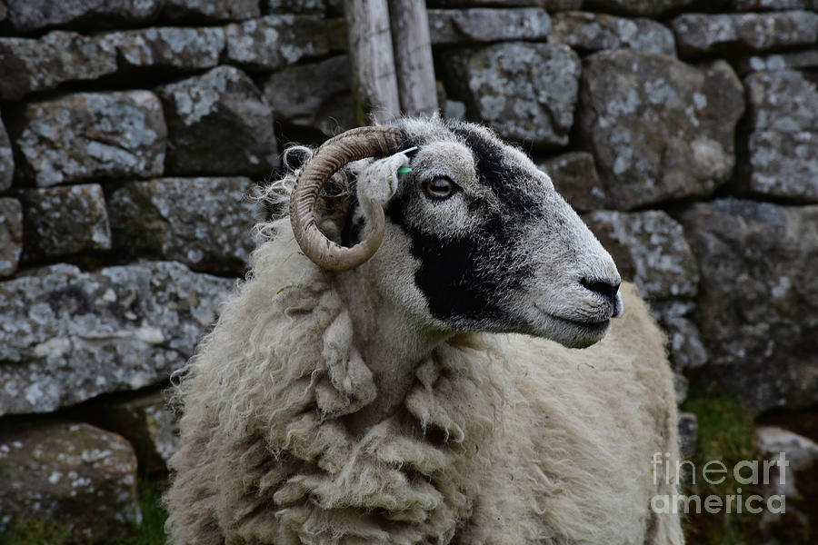 Rugged Weathered Face of a Swaledale Sheep in England Photograph by DejaVu Designs