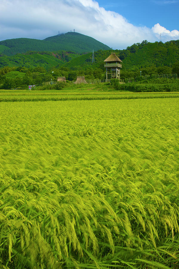 Ruins Rice Field Photograph by Noriyuki Araki