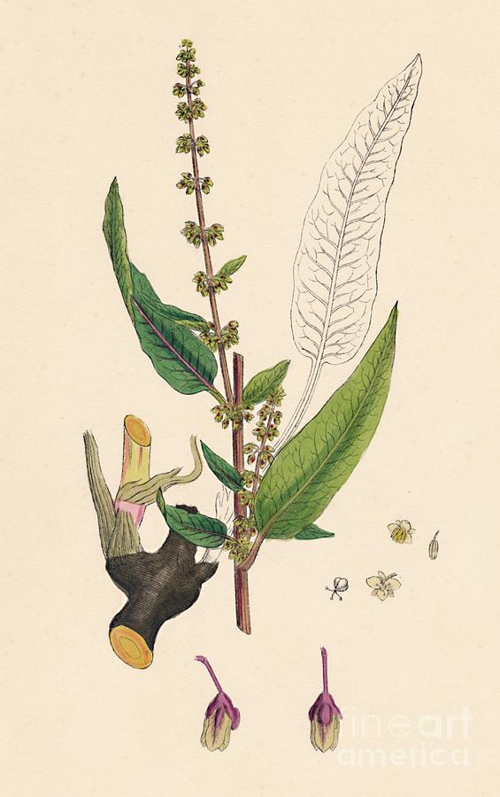 Rumex Sanguinens. Bloody-veined Dock Drawing by Print Collector