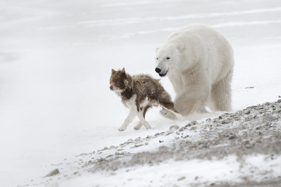 Bear Photograph - Run Baby Run! by Marco Pozzi