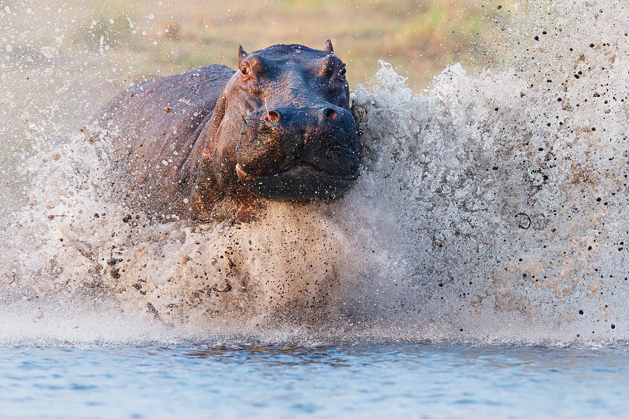 Hippopotamus Photograph - Run For Life by Cheng Chang