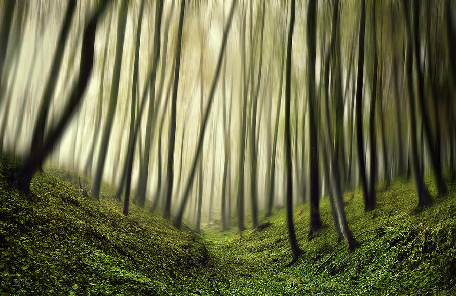 Run Forest, Run Photograph by Samanta Krivec