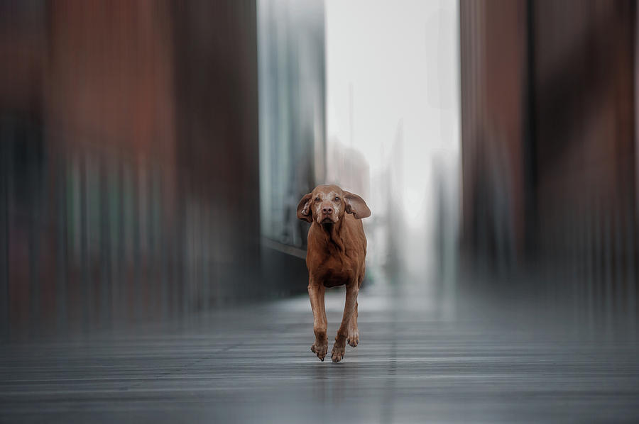 Dog Photograph - Run Like The Wind... by Heike Willers