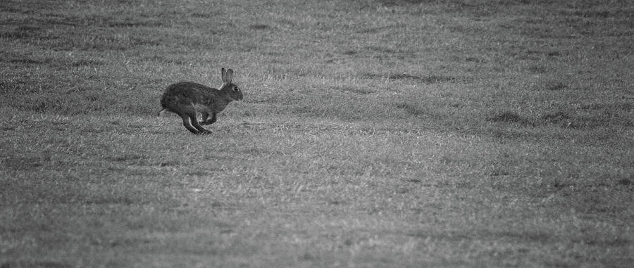 Run Rabbit Run Photograph by Martin Newman