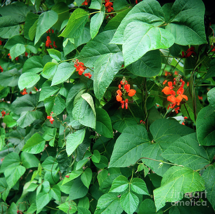 Runner Bean Plants Photograph by Peter Etchells/science Photo Library ...