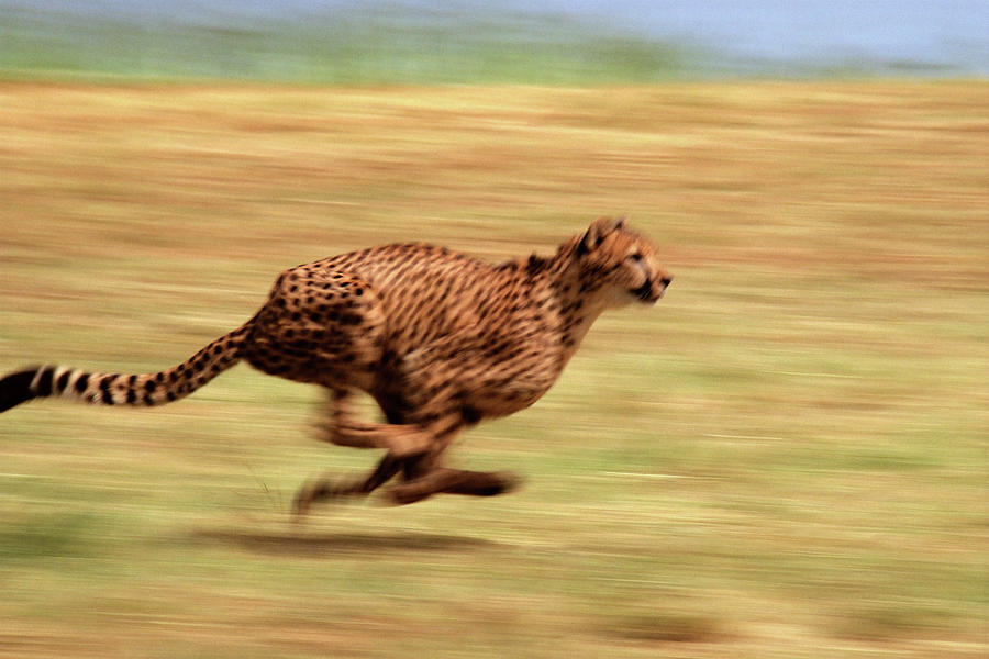 Running Cheetah Digital Art by Tom Brakefield - Fine Art America