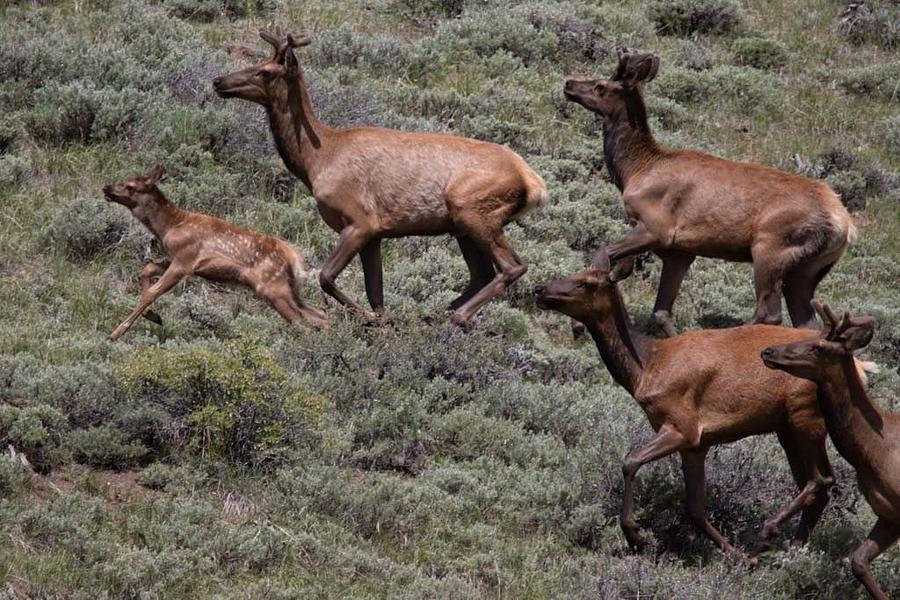 Running Elk Photograph by Pauline Motis Fine Art America