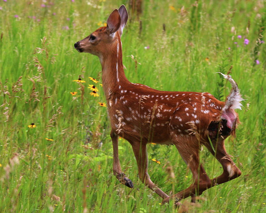 Running Fawn Photograph by Arvin Miner - Fine Art America