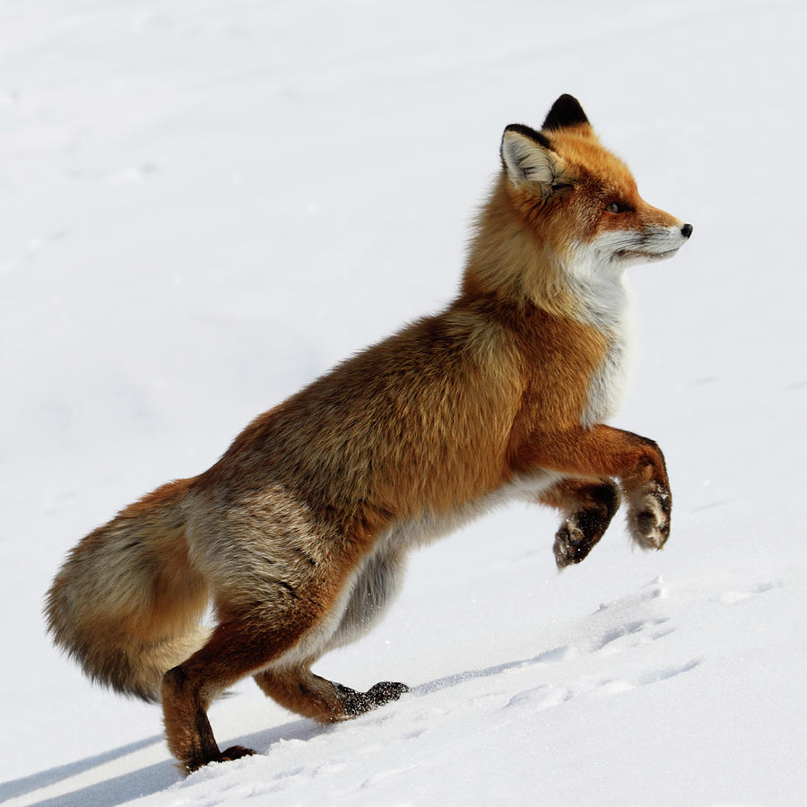Running Fox Photograph by Dmitrynd