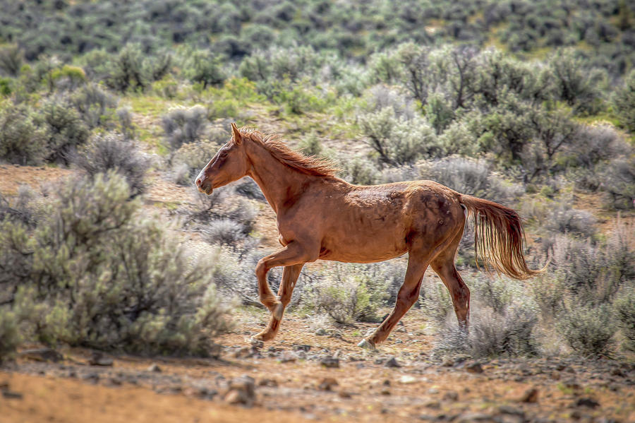 Running Free - South Steens Mustangs 01039 Photograph by Kristina Rinell