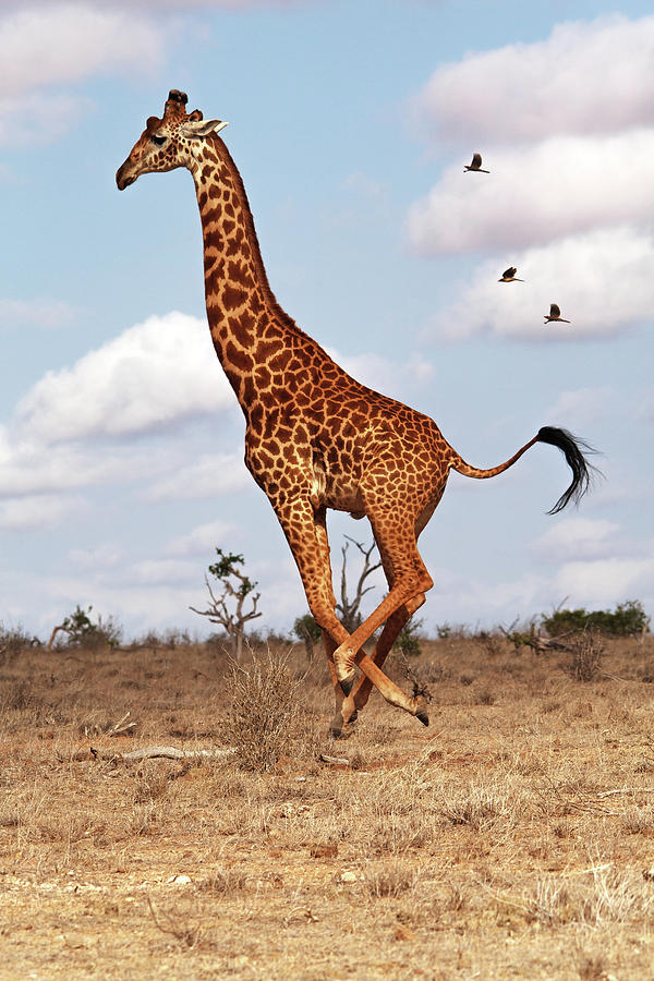 Running Giraffe by Manuelo Bececco Global Nature Photographer