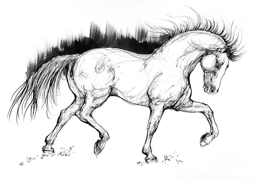 Running gallop white horse sketch portrait 11790124 Vector Art at Vecteezy