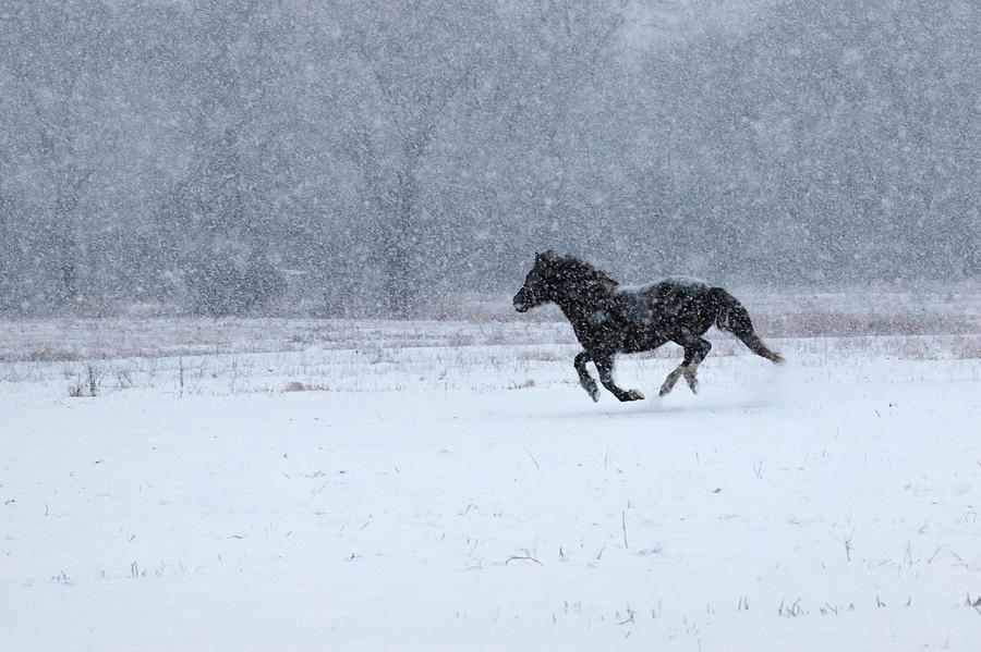 Running Horse in Snow Photograph by Brook Burling