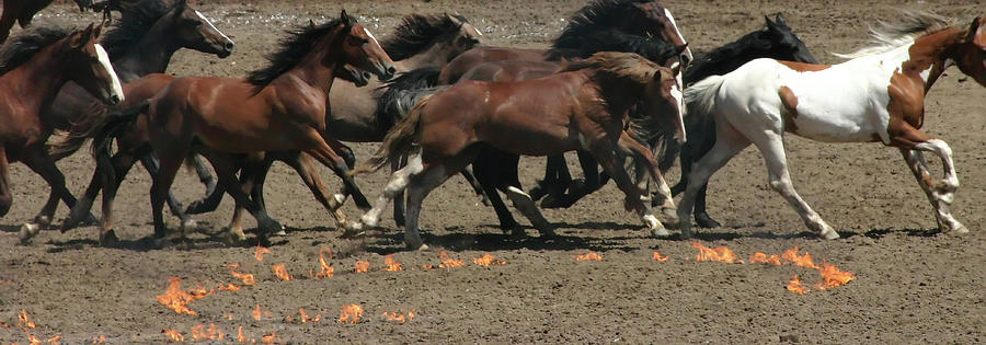 Running horses and fire circles Photograph by Steve Estvanik